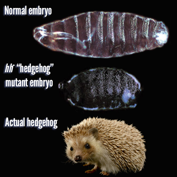蛇為什么沒有腿？